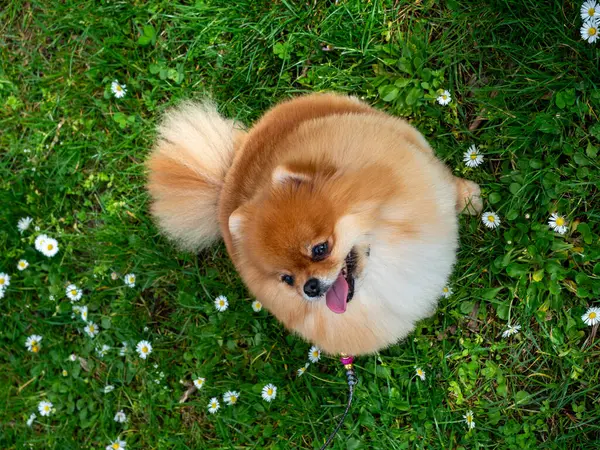 Sebuah Spitz Lucu Anjing Kecil Terlihat Seperti Bola Berbulu Bulat Stok Foto Bebas Royalti