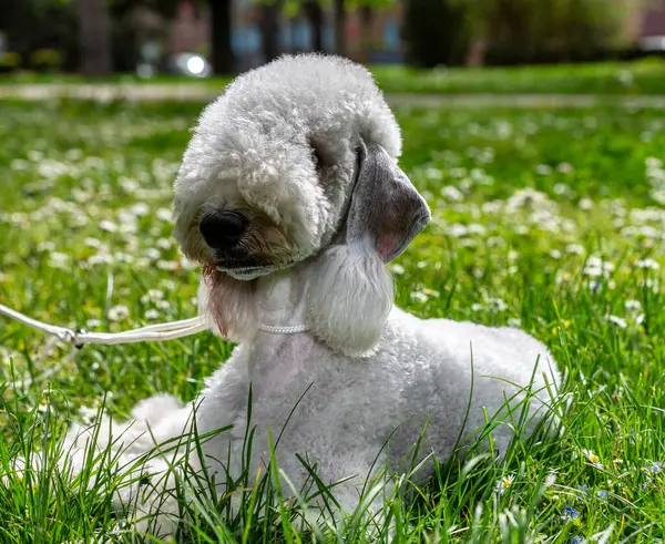 Αστεία Bedlington Terrier Ένα Σκυλί Που Μοιάζει Πρόβατο Χαριτωμένο Όμορφα Φωτογραφία Αρχείου