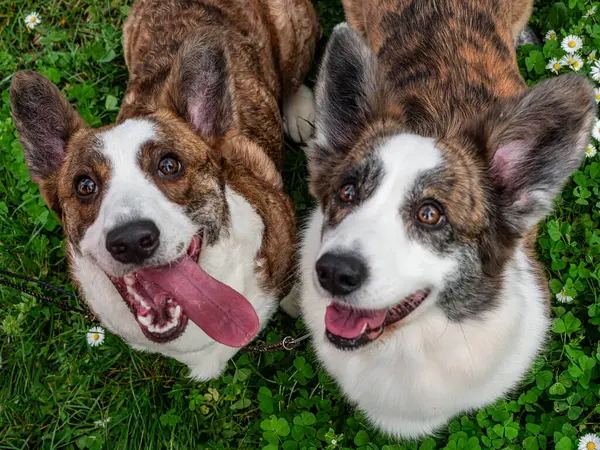 Amuzant Doi Câini Cardigan Corgi Care Joacă Gazon Însorit Fete Fotografie de stoc
