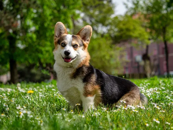 おかしな犬のトリコロールコルジバンブロークは 晴れた芝生で遊んでいます 非常にアクティブで親切な犬 ストック写真
