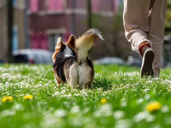Αστείος Σκύλος Τρίχρωμος Κόργκι Πέμπροουκ Παίζει Ένα Ηλιόλουστο Γκαζόν Πολύ Εικόνα Αρχείου