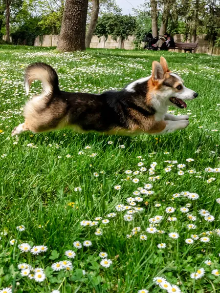 Zabawny Pies Tricolor Corgi Pembroke Gra Słonecznym Trawniku Bardzo Aktywny Obrazek Stockowy