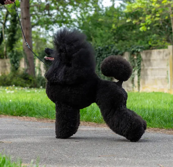 Pudel Negru Foarte Frumos Elegant Portretul Unui Câine Rasă Spectacol fotografii de stoc fără drepturi de autor