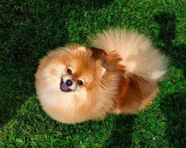 Spitz. Güneşli bir çimenlikte komik, tüylü bir köpek. Yumuşak, yuvarlak bir hayvan. Köpekler, hayvanlar..