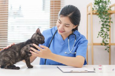 Hayvan bakımı konsepti, kedi kürkünü muayene ettikten sonra oynayan ve okşayan kadın veteriner..