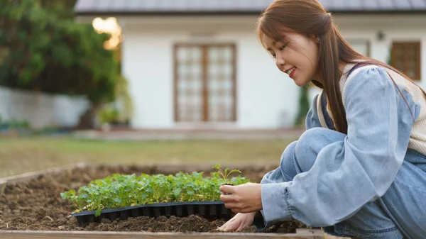 Молодая Женщина Сажает Саженцы Органических Овощей Почву Овощном Участке Перед — стоковое фото
