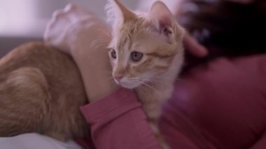 Genç Asyalı bir kadın, sevimli kediciği kucağında tutuyor. Kollarında mutlu duygular, sevimli evcil hayvan konsepti. Yüksek kalite 4k görüntü