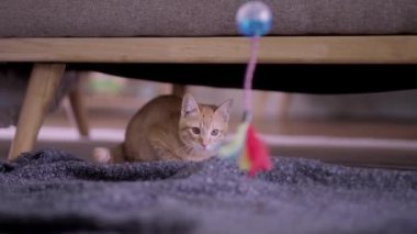 Güzel ev sahibi kedicik Asyalı genç kadın aşk kedisiyle oyuncak tutuyor. Evcil hayvan sahibi ilişkisi konsepti olan oturma odasında pençesiyle dürtmeye çalışıyor. Yüksek kalite 4k görüntü