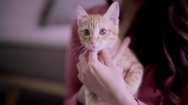 소파에 집에서 그녀의 감정을 귀여운 고양이를 아시아 스러운 — 비디오