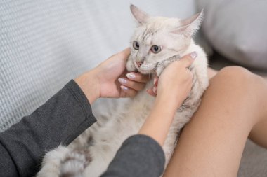 Beyaz kedisi bacaklarının üzerinde dinlenirken kanepeye yaslanan bir kadın. Ortam rahat ve rahat.