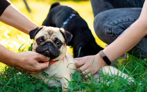 The pug dog lies on the green grass. A yellow dog is stroked by the hands of the owners on a blurred background. The photo is blurred. High quality photo
