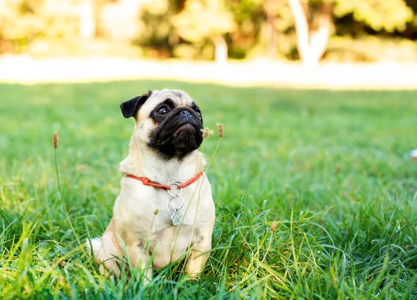 A pug dog is sitting on green grass. A light-colored dog on a background of blurred trees. The photo is blurred. High quality photo