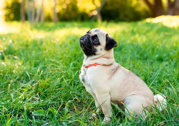 A pug dog sits sideways on green grass and looks up. A light dog against a background of blurred trees has a pendant with a name around its neck. The photo is blurred. High quality photo