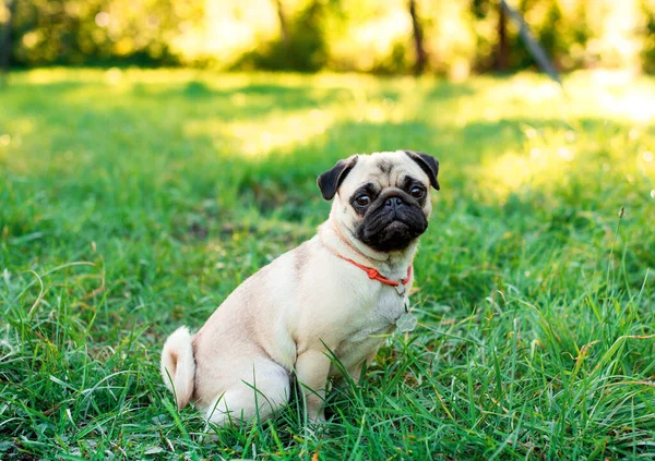 Bir pug dog yeşil çimlerin üzerinde oturuyor. Bulanık ağaçların arka planında açık renkli bir köpek. Fotoğraf bulanıklaştı. Yüksek kalite fotoğraf