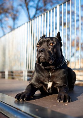 Siyah bir Cane Corso köpeği bulanık ağaçların ve çitlerin arkasında yatıyor. Köpek on aylıktır. Fotoğraf bulanıklaştı. Yüksek kalite fotoğraf