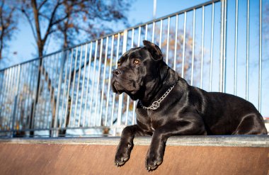 Siyah bir Cane Corso köpeği bulanık ağaçların ve çitlerin arkasında yatıyor. Köpek on aylık ve başka tarafa bakıyor. Fotoğraf bulanıklaştı. Yüksek kalite fotoğraf