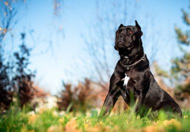 Siyah bir Cane Corso köpeği bulanık renkli ağaçların arka planında yan oturuyor. Köpeğin başka tarafa bakmak için on ayı var. Bulanık sonbahar fotoğrafı. Yüksek kalite fotoğraf