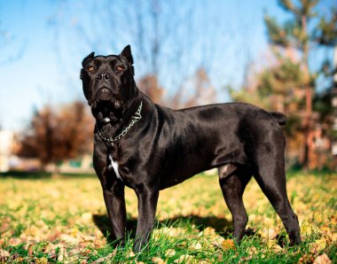 Siyah bir Cane Corso köpeği bulanık sarı ağaçların arka planında duruyor. Köpek on aylıktır. Fotoğraf bulanık.. 