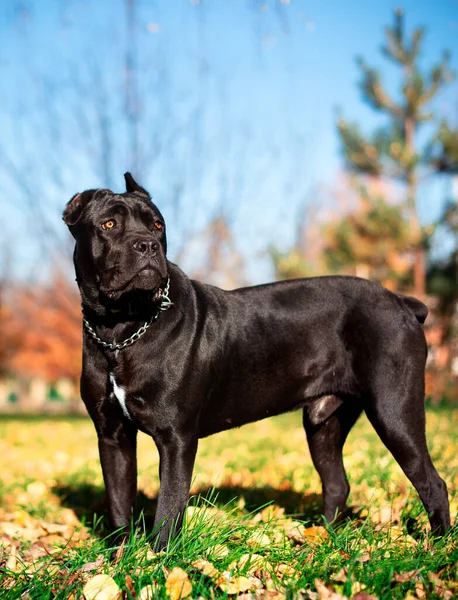 Siyah bir Cane Corso köpeği bulanık sarı ağaçların arka planında duruyor. Köpek on aylıktır. Fotoğraf bulanık.. 