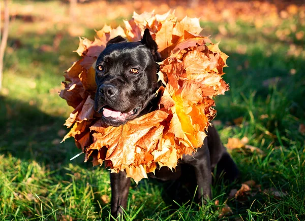 Czarny Trzcinowy Pies Corso Siedzi Tle Zielono Żółtej Trawy Pies — Zdjęcie stockowe