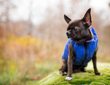 Chihuahua cinsinden bir köpek mavi bir yelek giyiyor. Çok tatlı bir köpek bulanık ağaçların arka planına karşı yosun kaplı bir taşın üzerinde oturuyor. Fotoğraf bulanıklaştı. Yüksek kalite fotoğraf