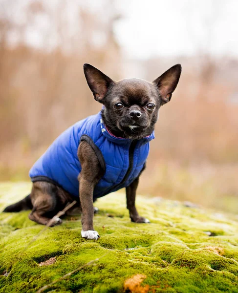 Pies Rasy Chihuahua Nosi Niebieską Kamizelkę Bardzo Ładny Pies Siedzi — Zdjęcie stockowe