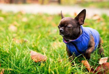 Bulanık bir sokakta yeşil çimlerin üzerinde bir chihuahua köpeği duruyor. Köpek üşümüş. Başka tarafa bakıyor. Bulanık sonbahar fotoğrafı. Yüksek kalite fotoğraf