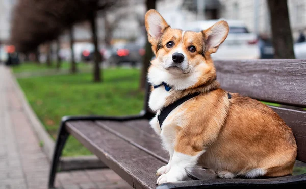 A pembroke corgi dog sits on a bench against a background of blurred trees and an alley. The dog has a collar with a leash and a butterfly on its neck. Red-colored dog. The photo is blurred. High