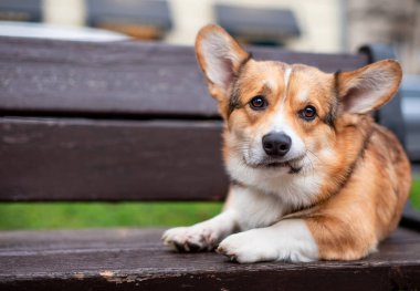 Pembroke Corgi köpeği bankta yatıyor. Güzel kızıl saçlı bir köpek doğrudan kameraya bakıyor. Büyük kulaklı üzgün bir Corgi. Fotoğraf bulanıklaştı. Yüksek kalite fotoğraf