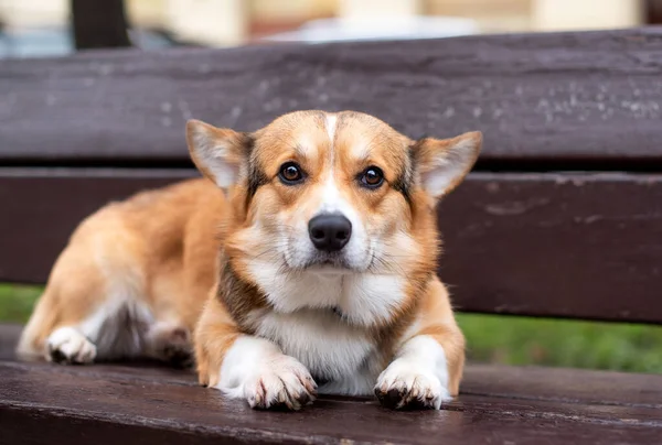 A pembroke corgi dog is lying on a bench. A beautiful red-haired dog is looking straight into the camera. Sad corgi with big ears. The photo is blurred. High quality photo