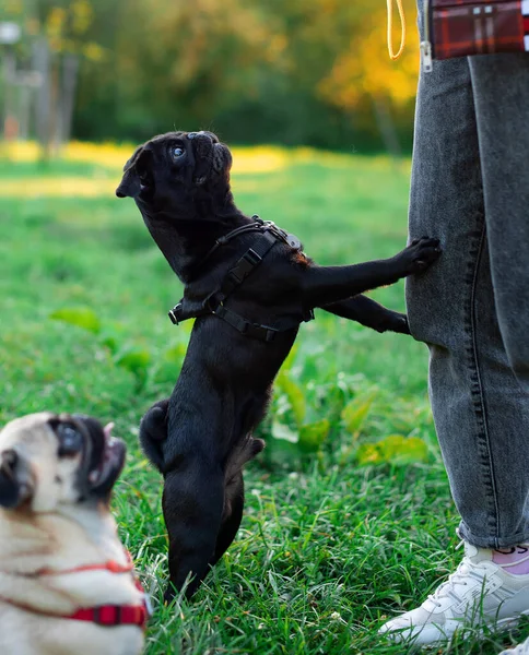 A black pug dog stands with its front paws resting on its owners legs. Next to the dog is a light-colored pug against a background of blurred trees and green grass. The photo is blurred. High quality