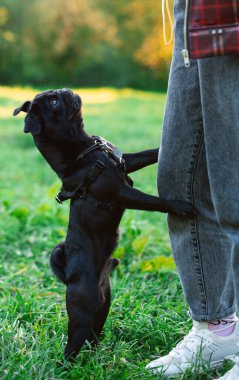 A black pug looks up. The dog stands on its hind legs. It leans on the owners legs with its front paws. The dog is begging on the background of blurred trees and grass. The photo is blurred. High