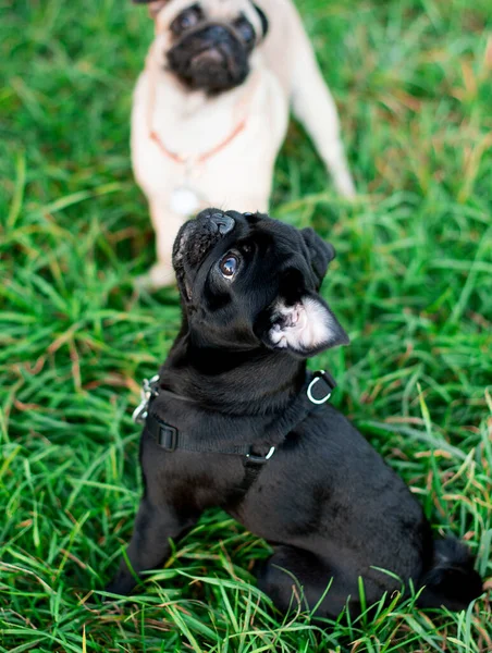 A black pug dog looks up. The dog is sitting on the green grass against the blurred light background of another pug. The photo is blurred. High quality photo
