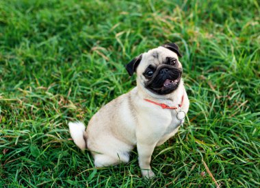Light-colored pug. The dog sits on the green grass and looks up. The dog has a collar on its neck. The background is blurred. The photo is blurred. High quality photo