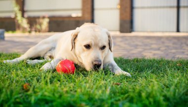A dog of the Labrador breed is light in color. The dog lies on the green grass. He has a red ball toy. A dog in the yard on a blurred background of a fence. The photo is blurred. High quality photo
