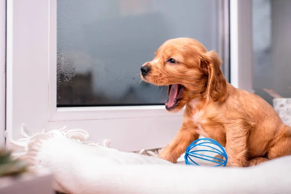 A cocker spaniel puppy sits against a blurred window background and yawns. The dog is red, one month old. A toy ball next to a puppy. The photo is blurred. High quality photo