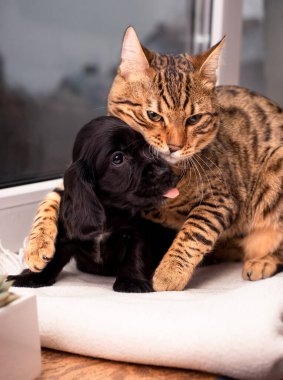Pencere kenarında Bengal kedisi. Benekli bir kedi, siyah bir Spaniel köpeğine pençesiyle arka planda bulanık bir pencere ile sarılıyor. Fotoğraf bulanıklaştı. Yüksek kalite fotoğraf