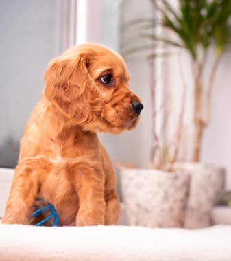 Red spaniel puppy looks to the side. The dog is on the background of a blurred window and a flower pot. The dog is one month old. The photo is blurred. High quality photo