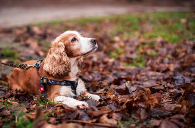 A cocker spaniel dog lies on its side and looks up. A beautiful dog has a WAUDOG harness. She is on the background of blurred grass and leaves. The photo was taken in Lviv on January 12, 2023