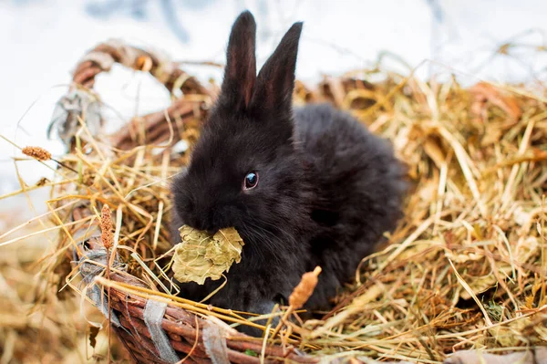 A small and cute black rabbit is sitting on hay in a basket. It is winter and cold, he is gnawing dry grass against the background of snow. The photo is blurred. High quality photo