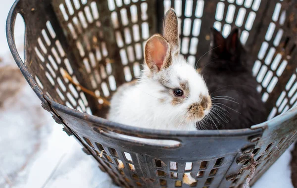 A small and cute white rabbit looks out of a basket. It\'s winter and cold, it\'s against a background of snow and another blurry rabbit. The photo is blurred. High quality photo