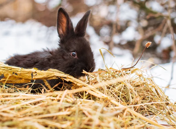 A small and cute black rabbit is sitting on the hay and chewing a leaf. He sits sideways against a background of snow and blurred branches. The photo is blurred. High quality photo