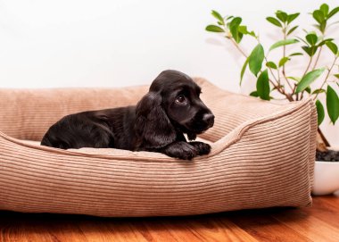 A small cocker spaniel puppy lies on its side in a dog bed. The dog is two months old, he looks away. The dog is sad and he hung his paw. There is an indoor plant. The photo is blurred. 