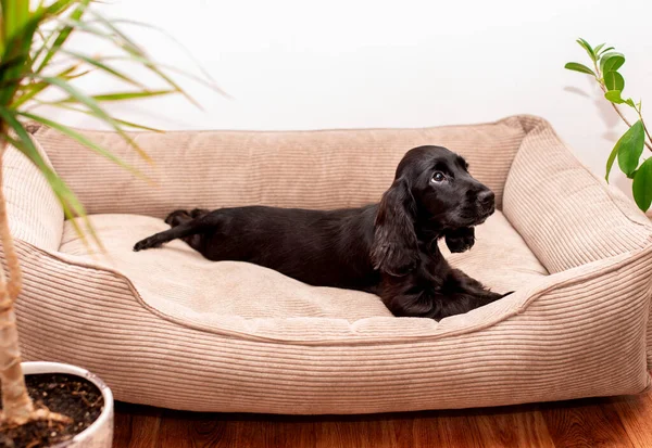 Küçük bir cocker spaniel köpek yavrusu köpek yatağında yatıyor. Köpek iki aylık, o siyah renklidir. Köpek yukarı bakıyor. Fotoğraf yukarıdan çekilmiş. Fotoğraf bulanıklaştı. Yüksek kalite fotoğraf