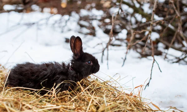 A small and cute black rabbit is standing on dry grass. He stands sideways and looks away. It is winter and cold, it is against the background of snow. The photo is blurred. High quality photo