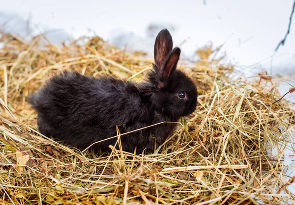 A small and cute black rabbit is standing on dry grass. He stands sideways and looks away. It is winter and cold, it is against the background of snow. The photo is blurred. High quality photo