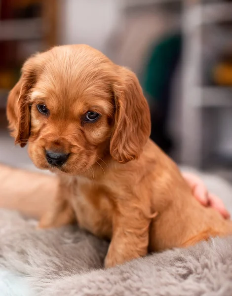 Red cocker spaniel puppy sits on the bed. A cute puppy is one month old, it is on the background of a blurred room. The photo is blurred. High quality photo
