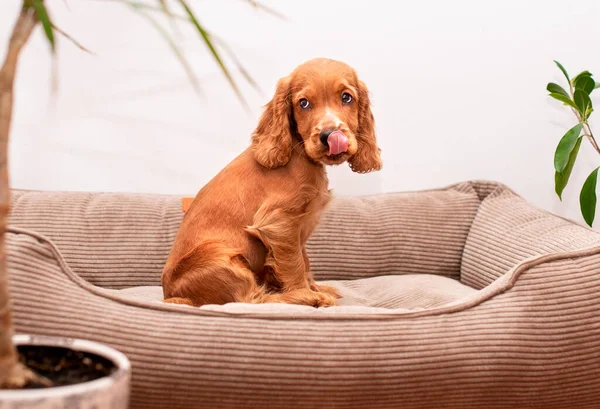 Red cocker spaniel puppy sits in a lounger. Cute puppy is two months old, licking and looking up. The photo is blurred. High quality photo