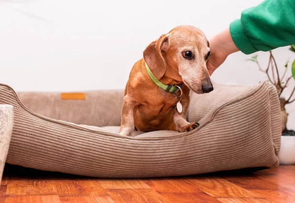 A dachshund dog is lying in a dog bed. The owner is stroking a very old dog with his hand. The photo is blurred. High quality photo