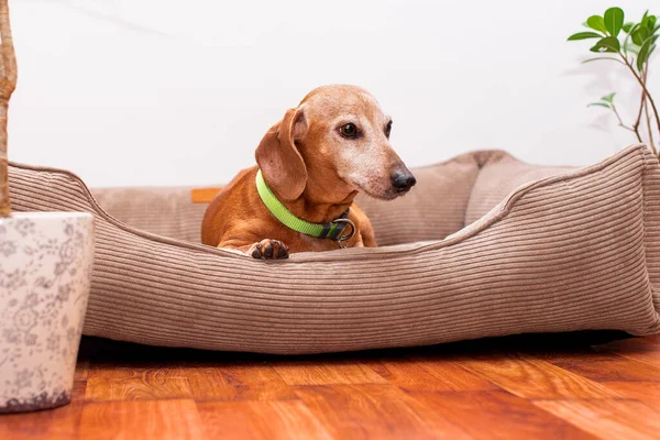 A dachshund dog lies in a dog bed on the background of a room with flower pots. A very old dog looks straight ahead. The photo is blurred. High quality photo